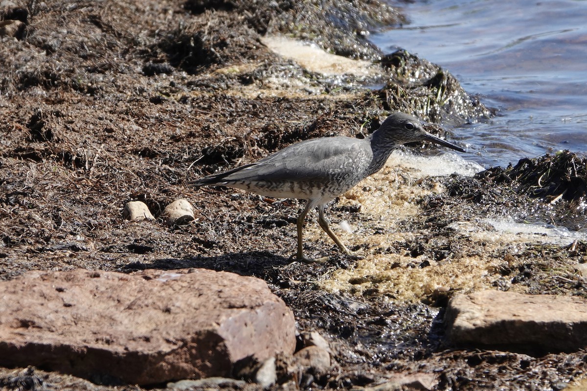 Wandering Tattler - ML455832401