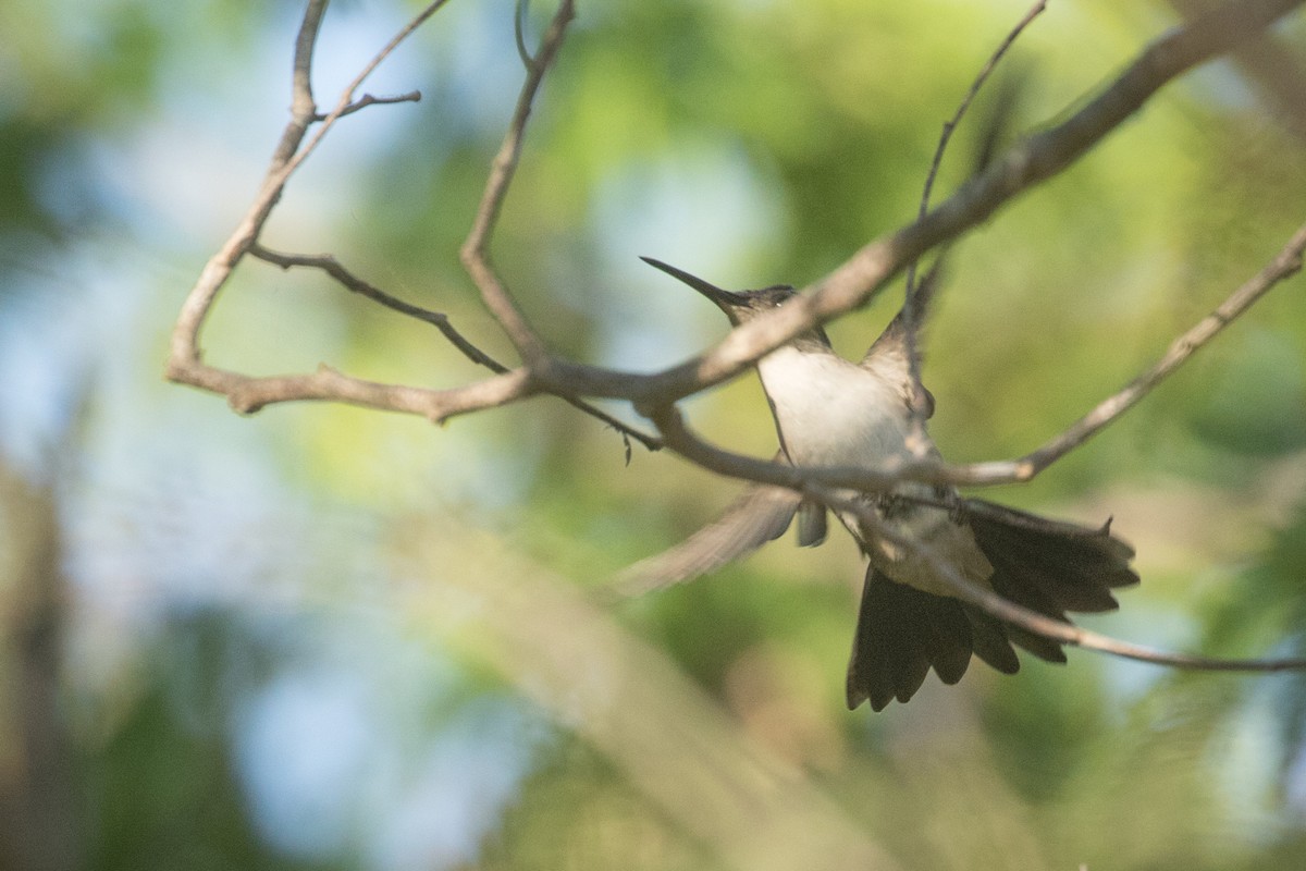 kolibřík klínoocasý - ML455833151