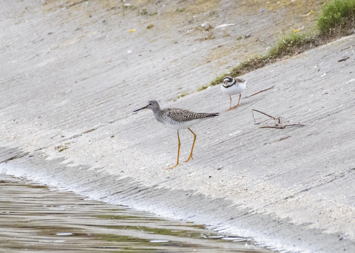 Lesser Yellowlegs - ML455833531