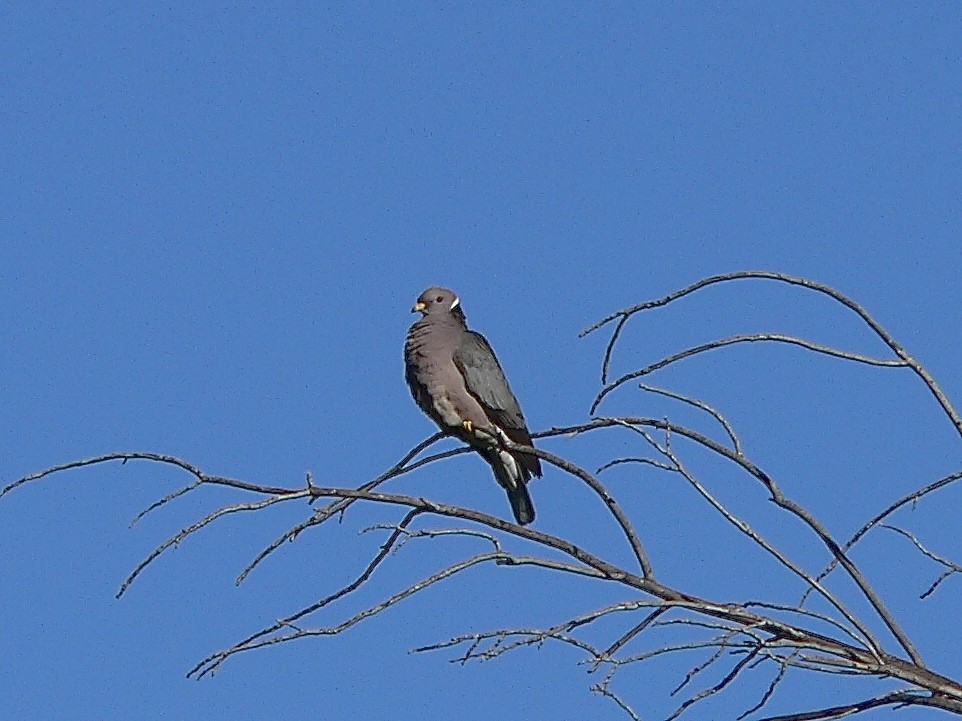 Band-tailed Pigeon - ML455834081