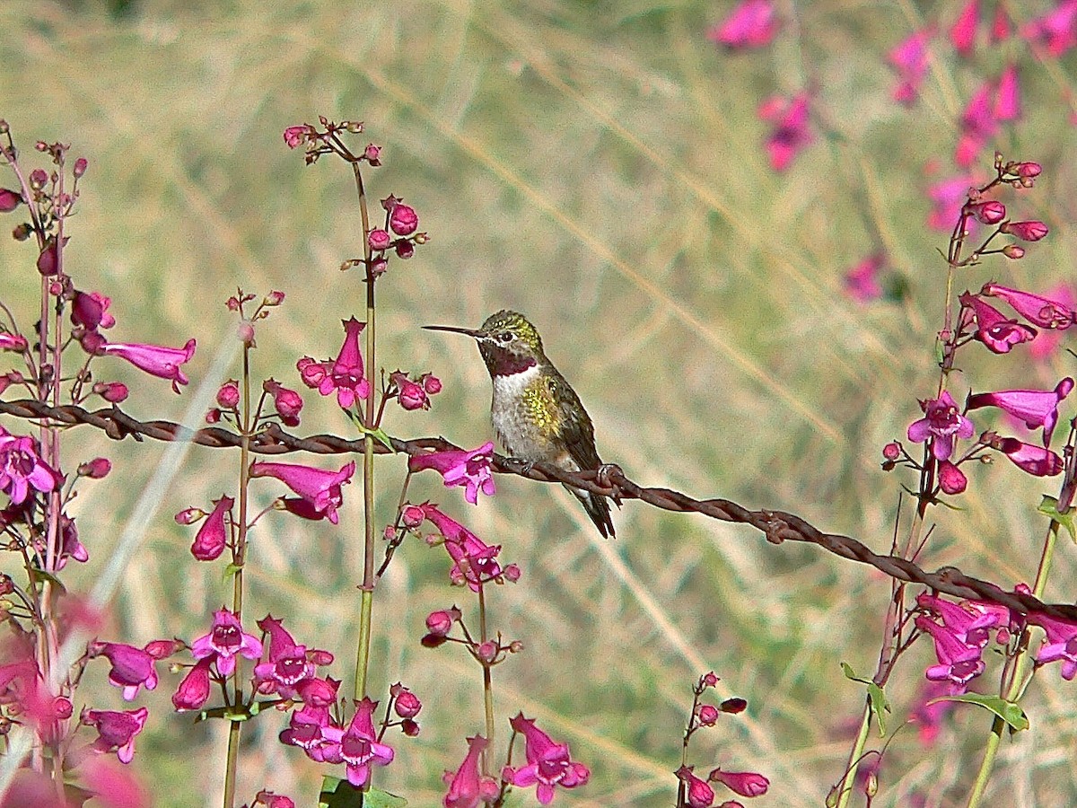 Broad-tailed Hummingbird - Chris Burris