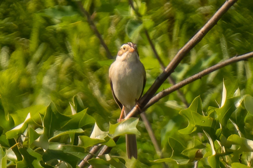 Clay-colored Sparrow - ML455835291