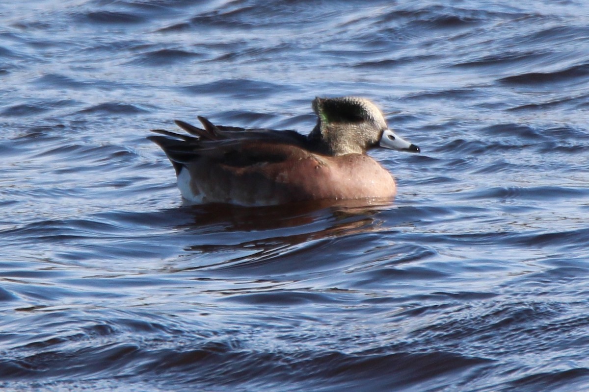 American Wigeon - Dianna Lieter