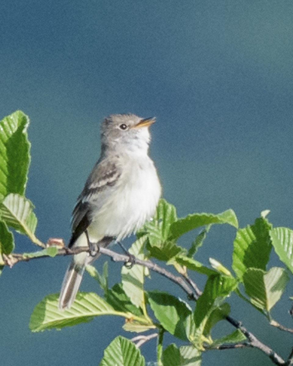 Willow Flycatcher - Jim Triplett