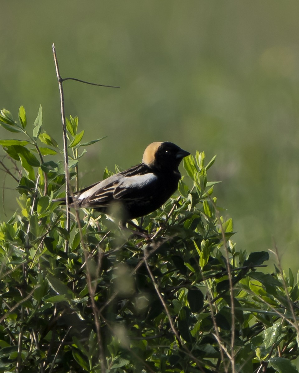 Bobolink - Jim Triplett