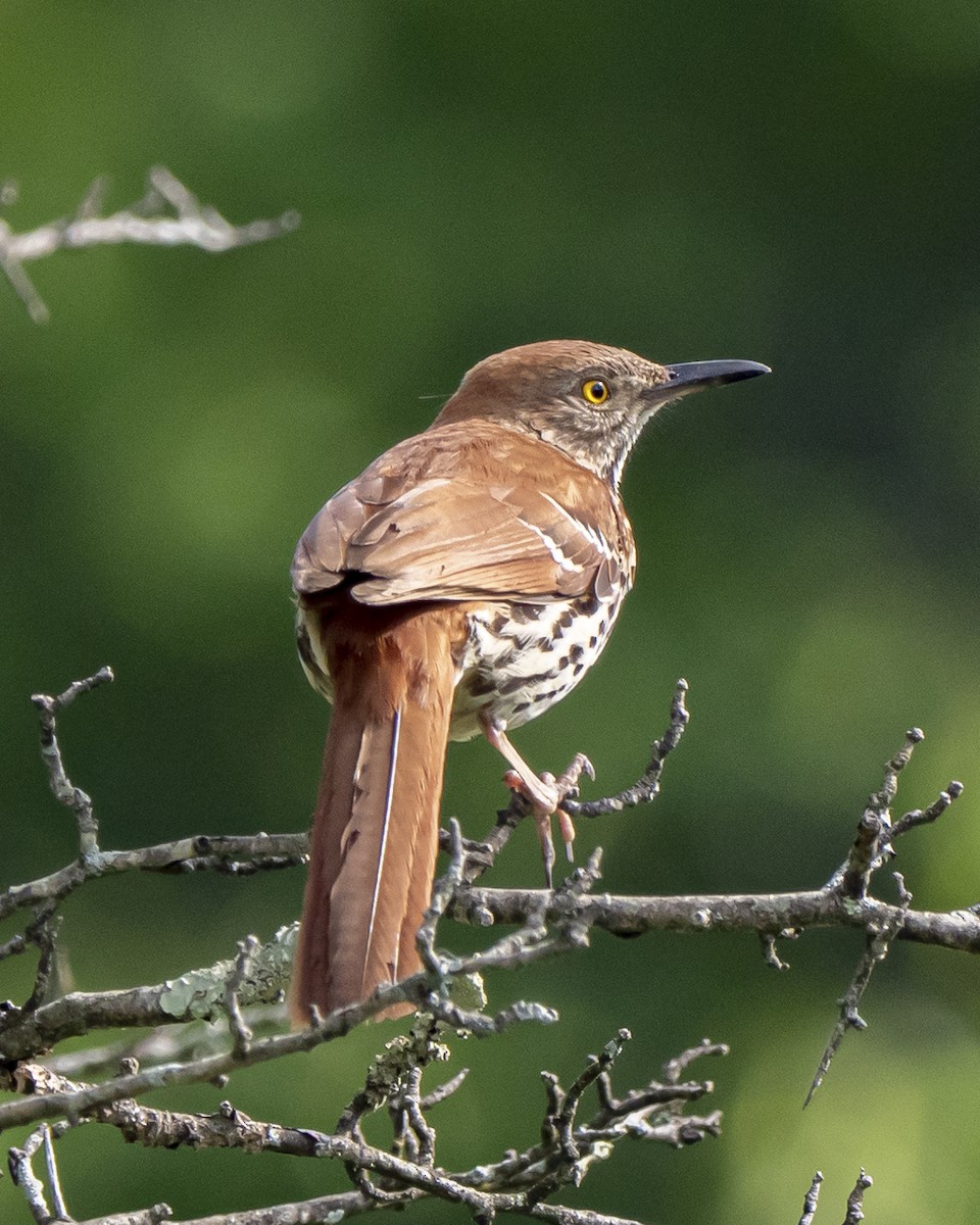 Hermit Thrush - ML455836561