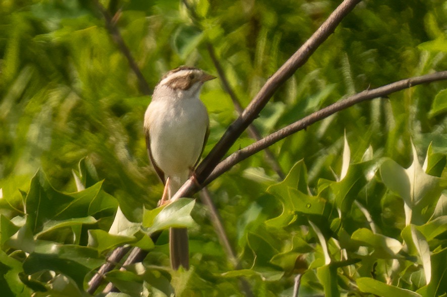 Clay-colored Sparrow - ML455837381