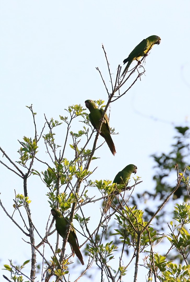 Green Parakeet - ML455837701