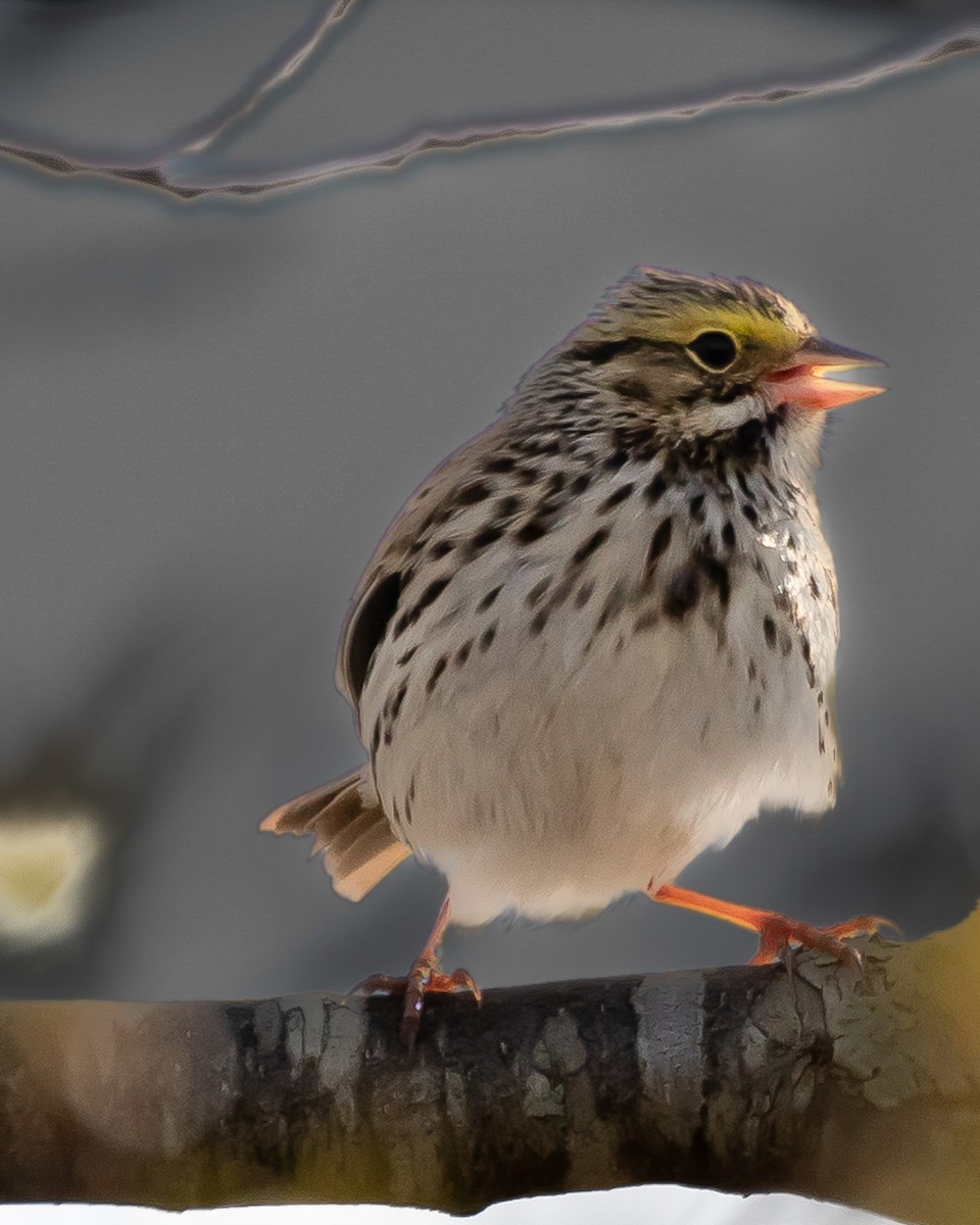 Savannah Sparrow - Jim Triplett