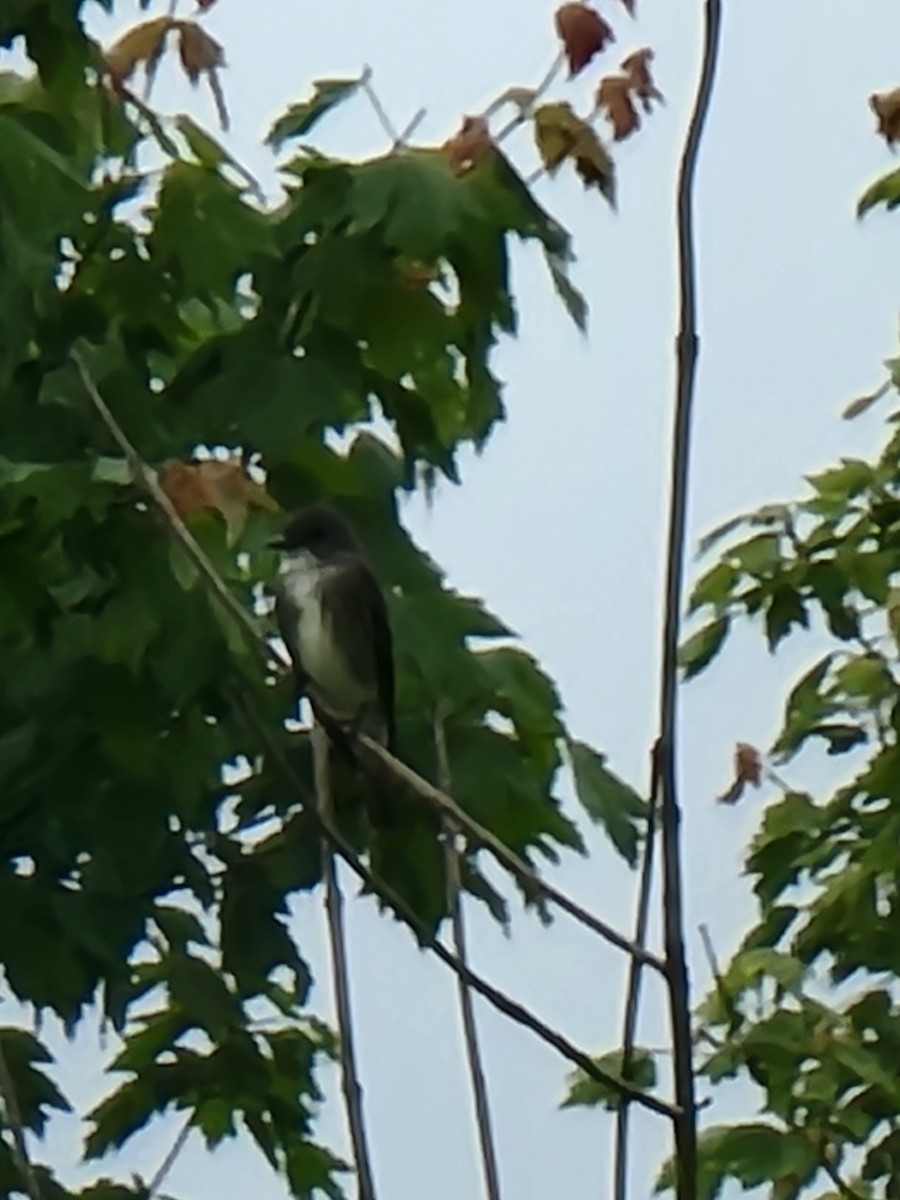 new world flycatcher sp. - ML455839861