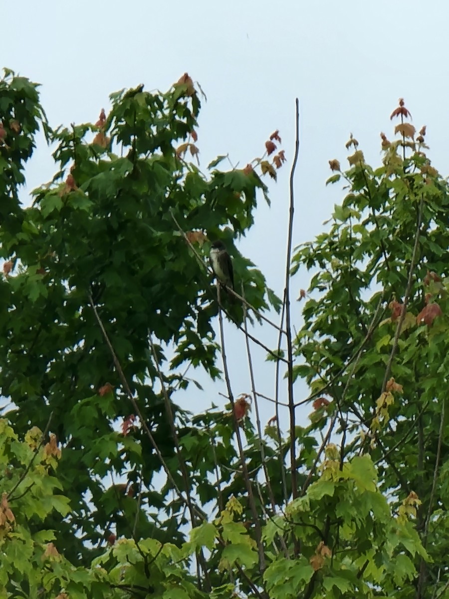 new world flycatcher sp. - ML455839871