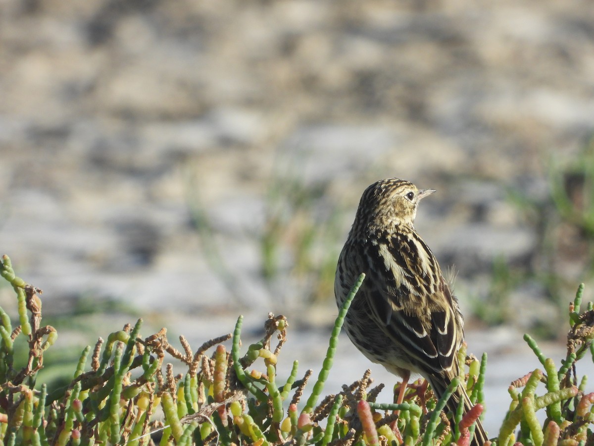 Correndera Pipit - Gerónimo Cutolo