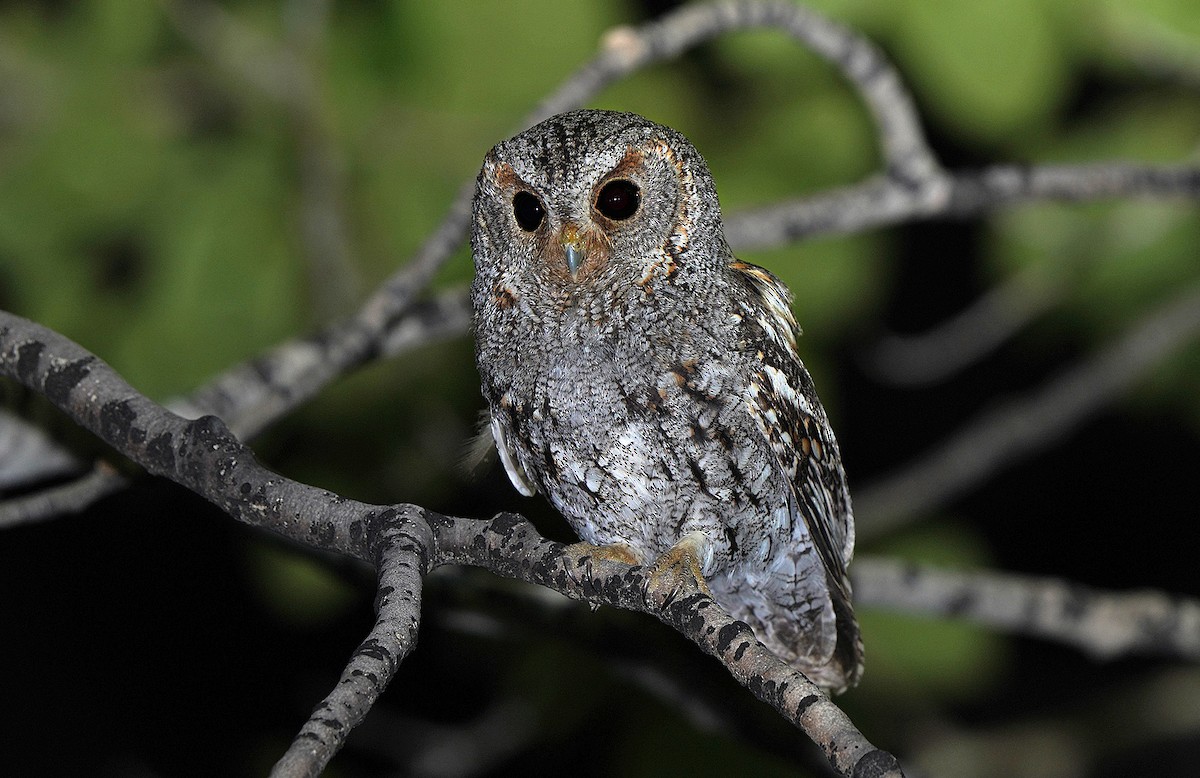 Flammulated Owl - ML455841381