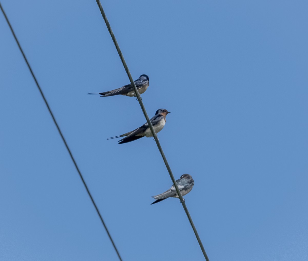 Barn Swallow - ML455841831