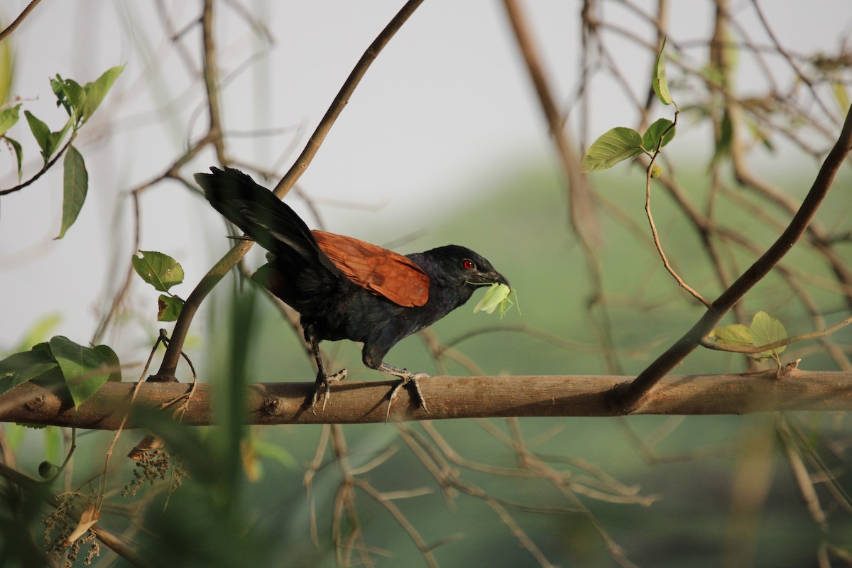 Greater Coucal - ML455843881
