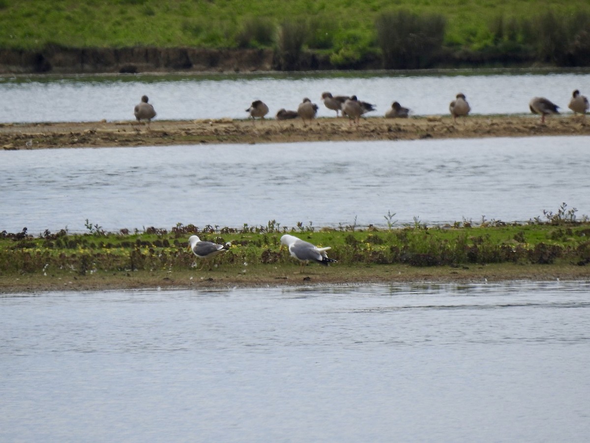 Yellow-legged Gull - Stephen Bailey