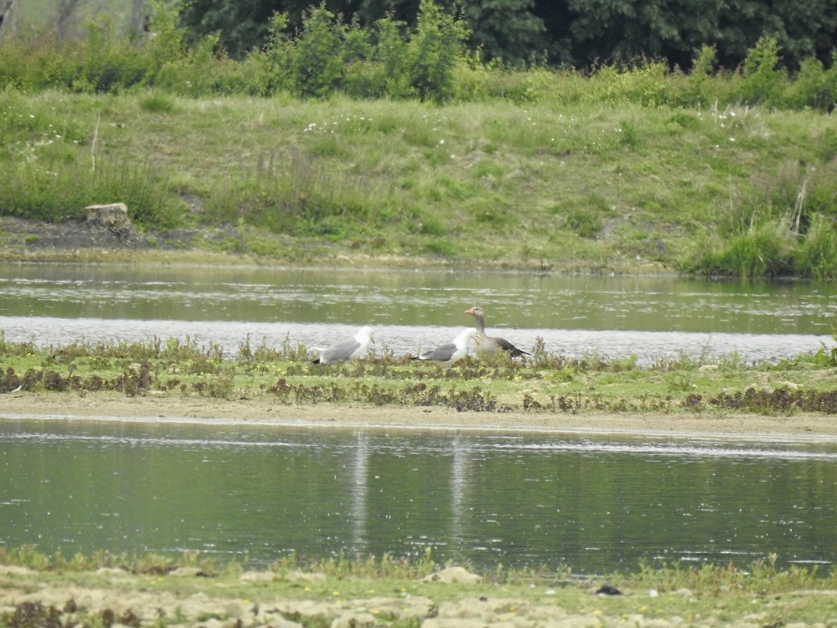 Gaviota Patiamarilla - ML455845171