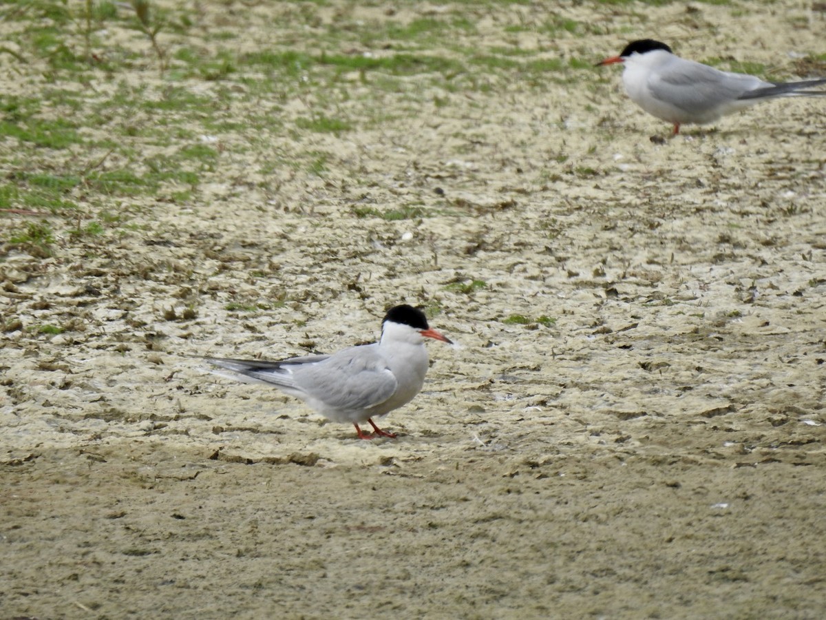 Речная крачка (hirundo/tibetana) - ML455845741