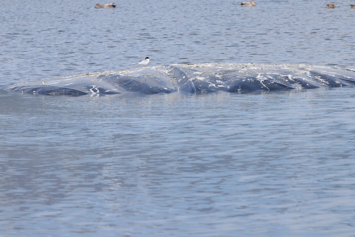 Forster's Tern - ML455846141