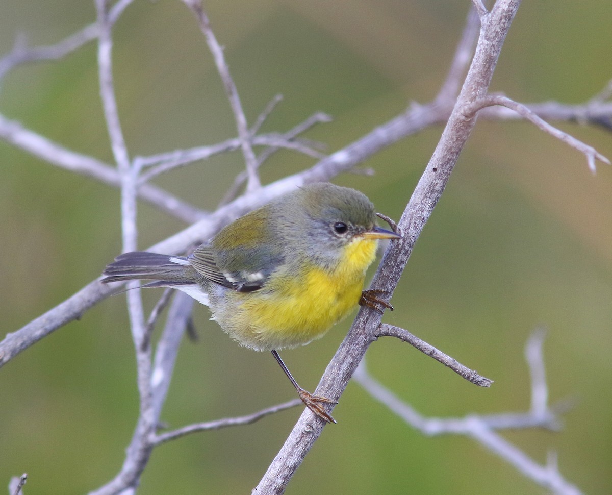 Tropical Parula (Socorro I.) - ML455847831