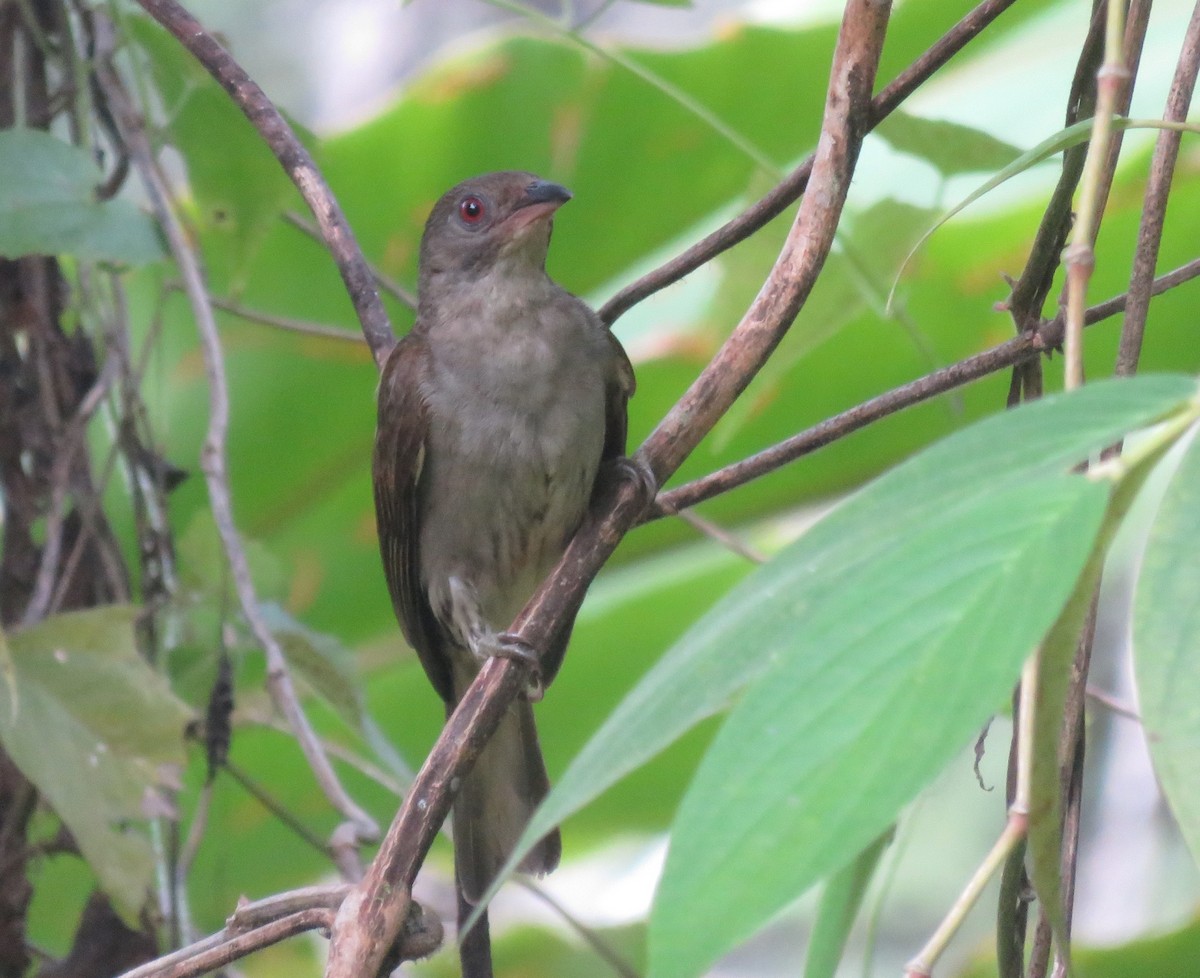 Malaysian Honeyguide - Bahar Bilgen