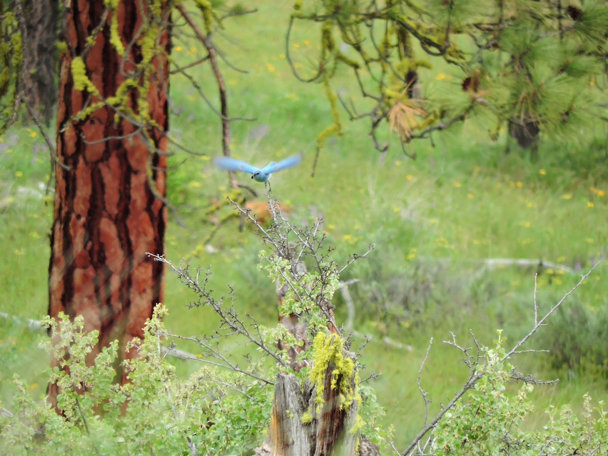 Mountain Bluebird - ML455850591