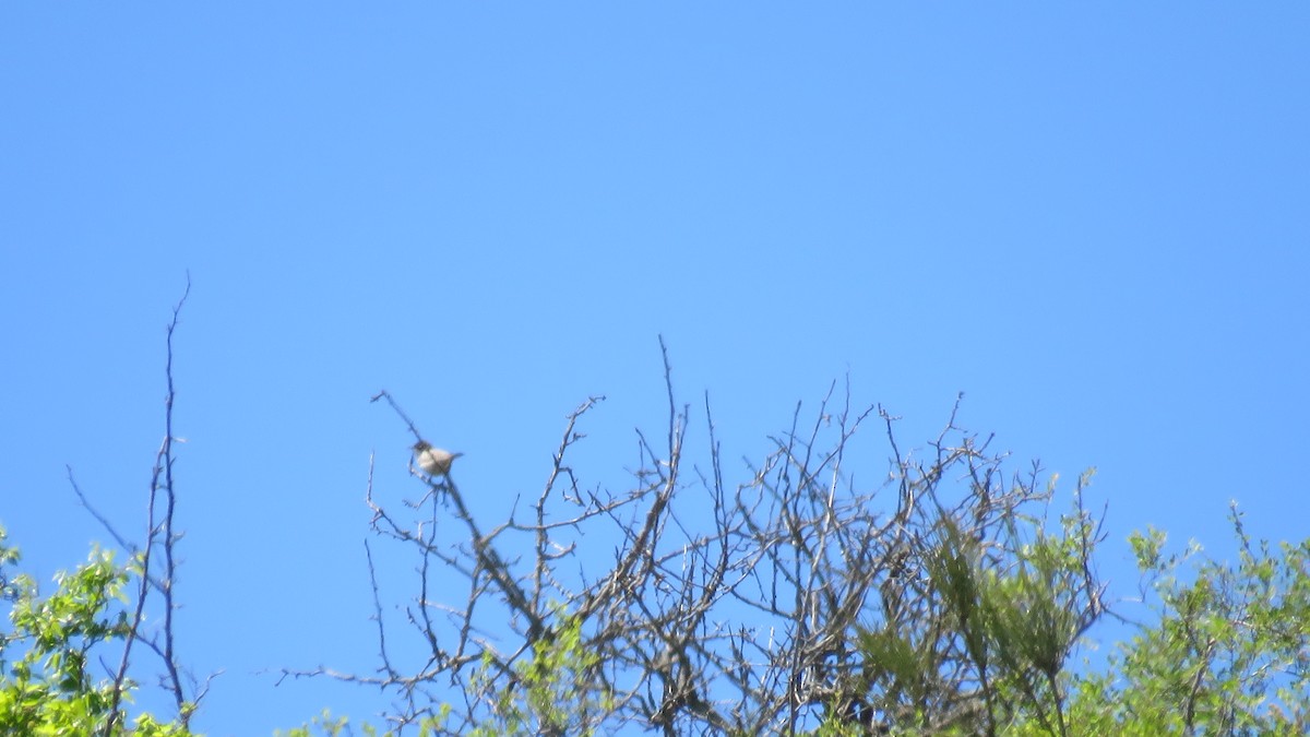 Eastern Orphean Warbler - ML455851151