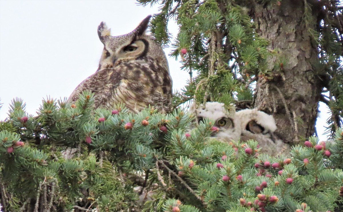 Great Horned Owl - ML455851781