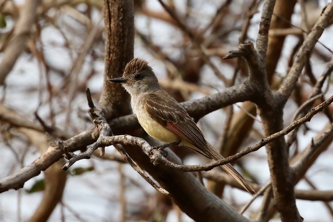 Nutting's Flycatcher - ML455853951