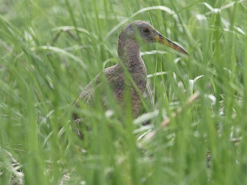 Clapper Rail - ML455853981