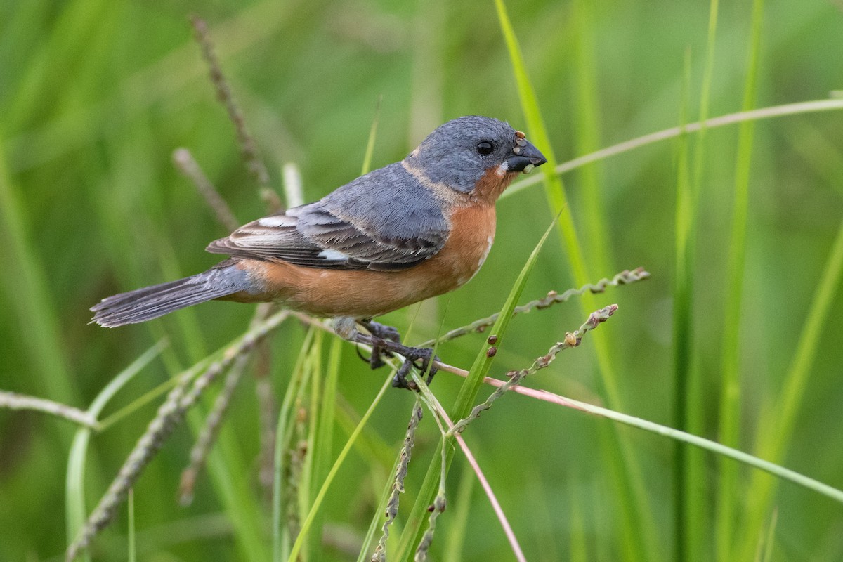 Ruddy-breasted Seedeater - Evan Griffis