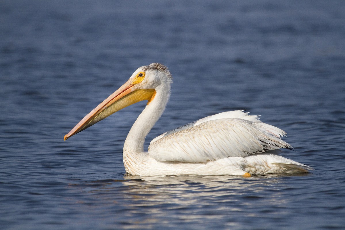 American White Pelican - ML45585631