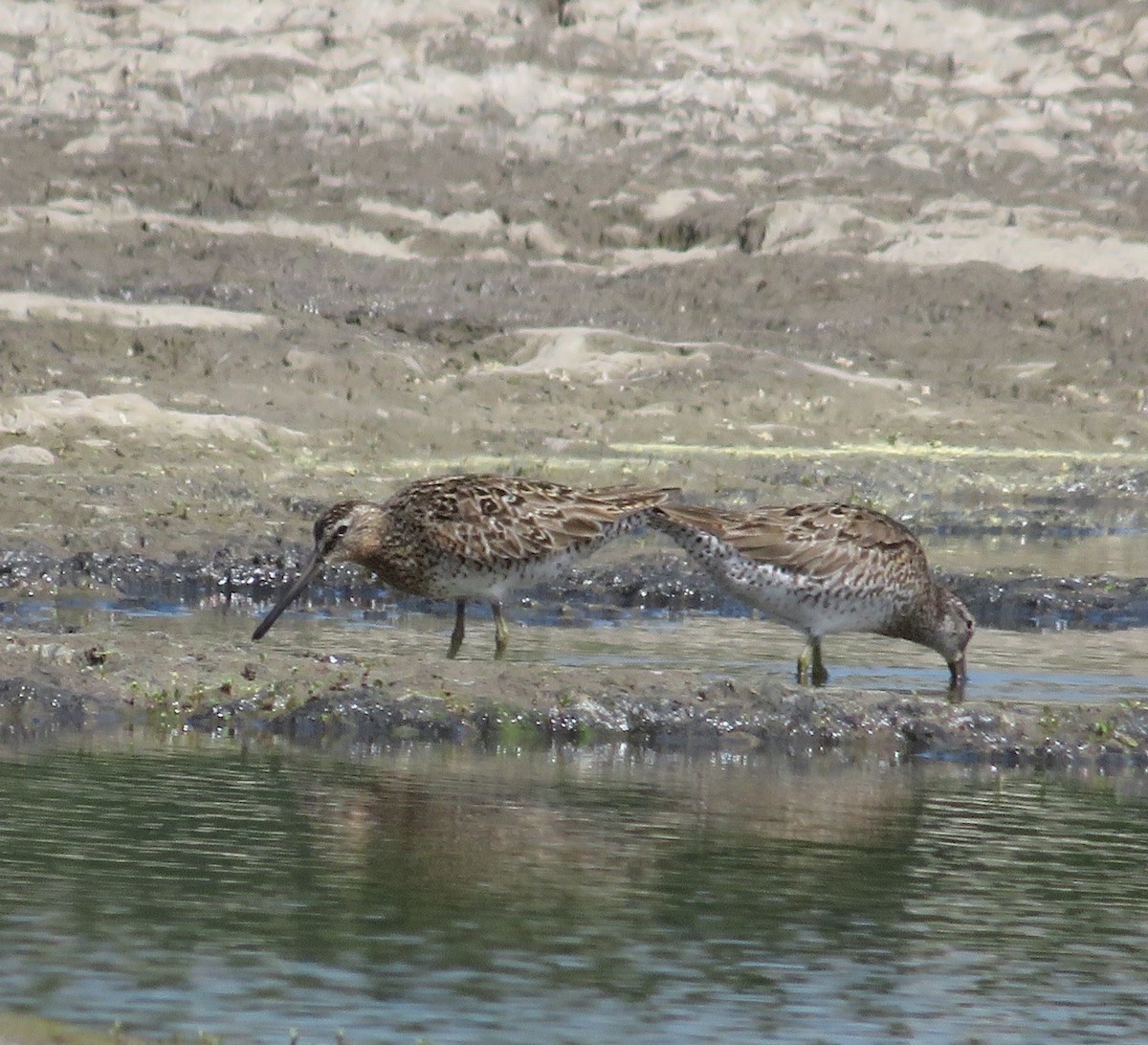 Short-billed Dowitcher - ML455856531