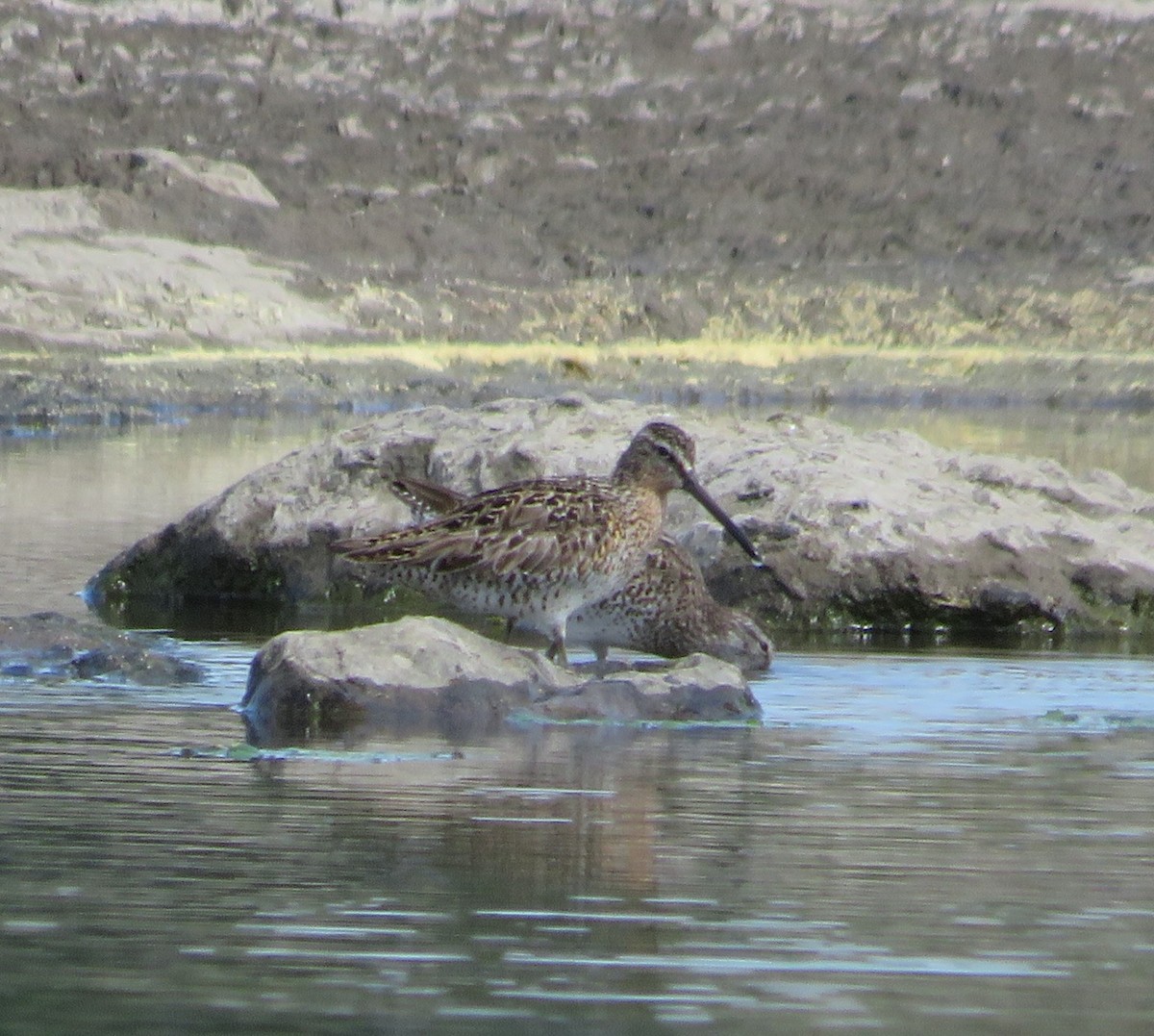 Short-billed Dowitcher - ML455856551