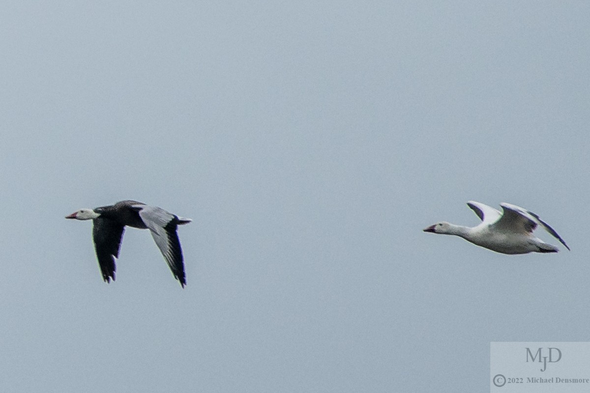Snow Goose - ML455856731