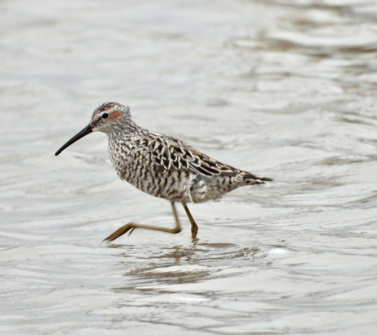 Bindenstrandläufer - ML455857001