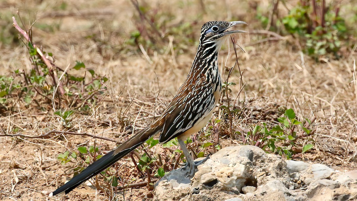 Correcaminos Chico - ML455857251