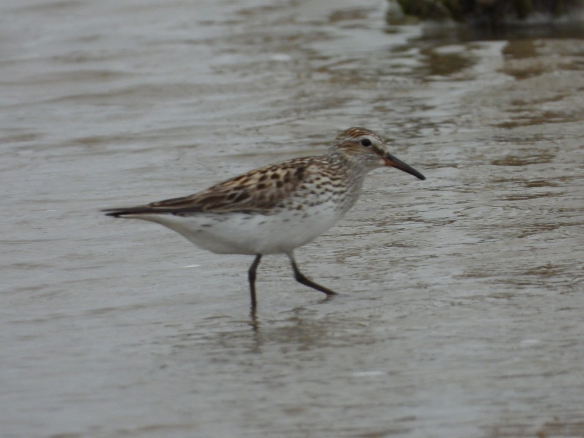 White-rumped Sandpiper - ML455857311