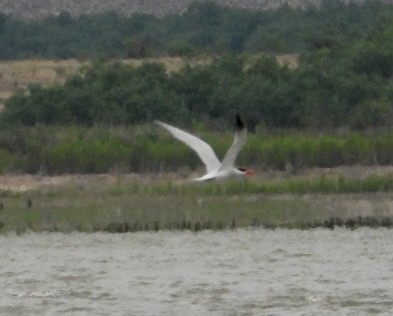 Caspian Tern - Christopher Daniels