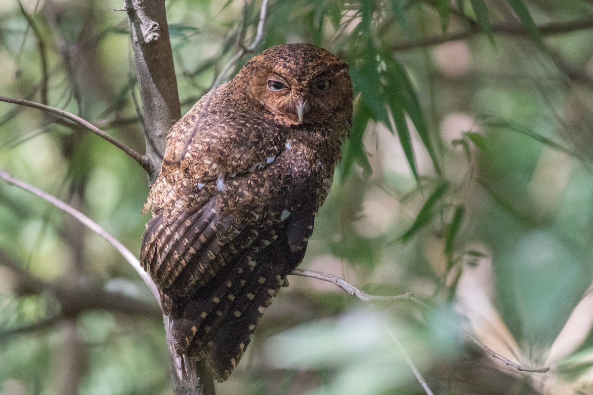 Bare-shanked Screech-Owl - ML455858111