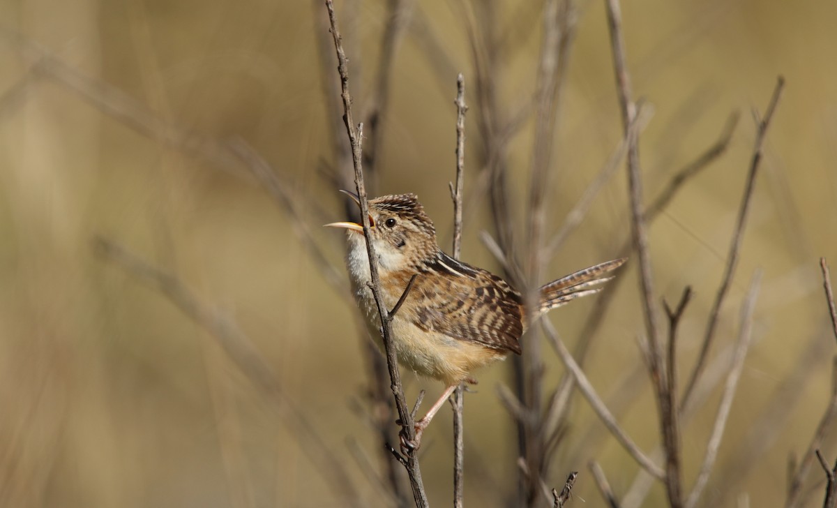 Cucarachero Sabanero (grupo elegans) - ML455858211