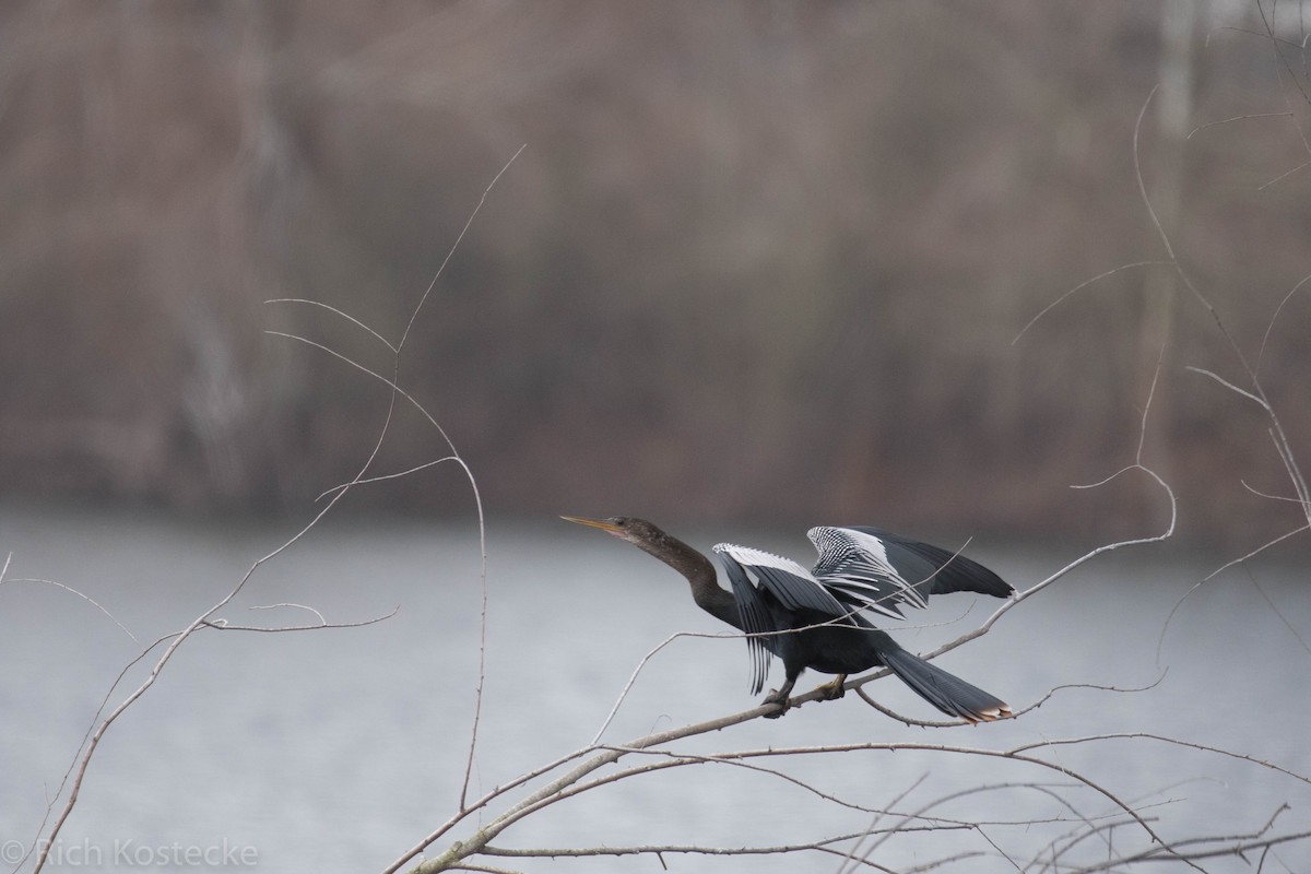 Amerika-Schlangenhalsvogel - ML45585881