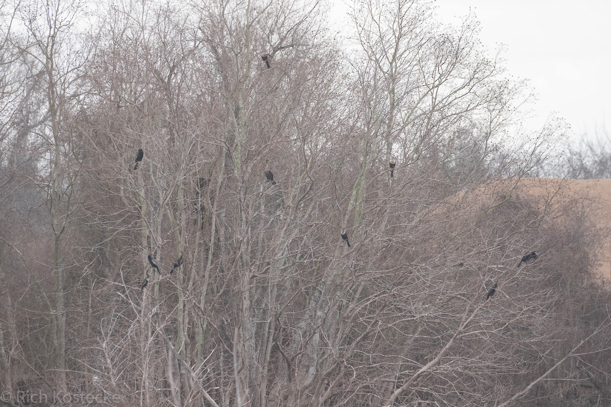 Amerika-Schlangenhalsvogel - ML45585891