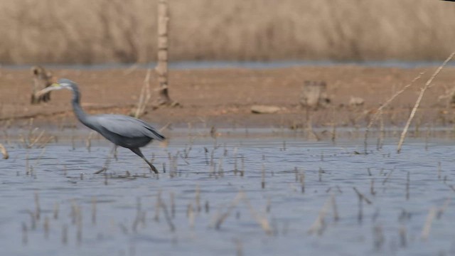 Aigrette à gorge blanche - ML455858971