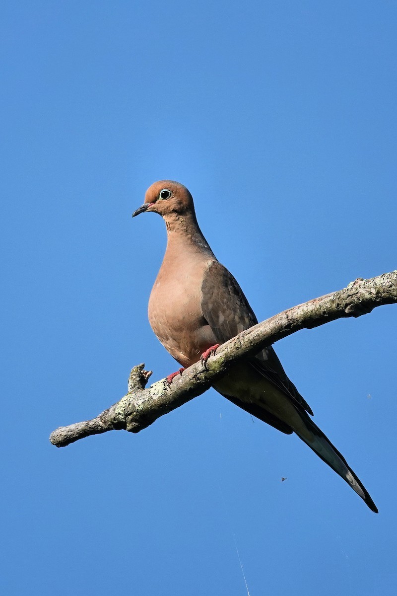 Mourning Dove - ML455859011