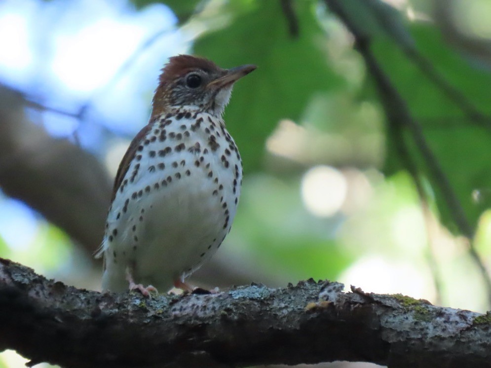 Wood Thrush - ML455859061