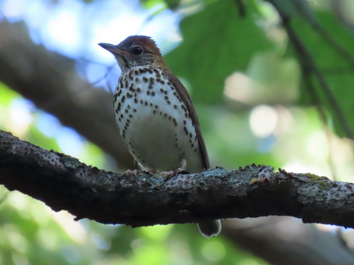 Wood Thrush - ML455859631