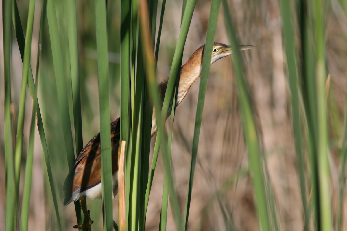 Least Bittern - ML455860241