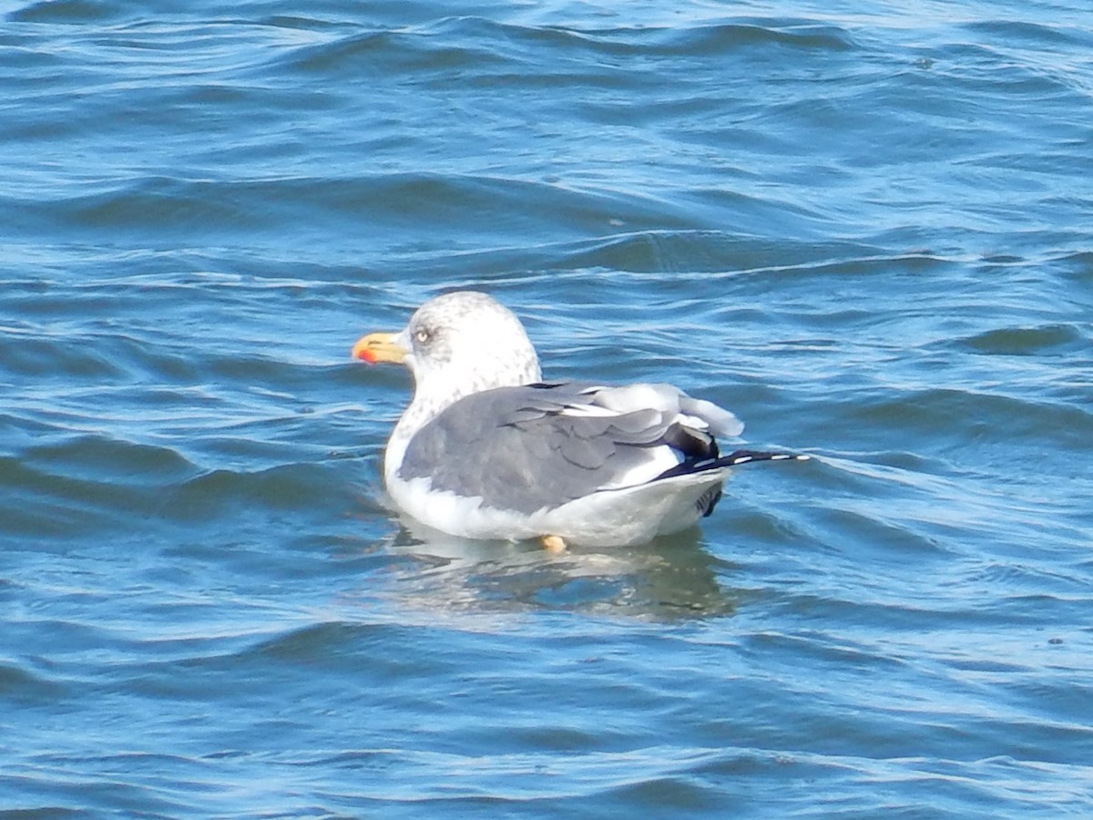 Lesser Black-backed Gull - ML45586111