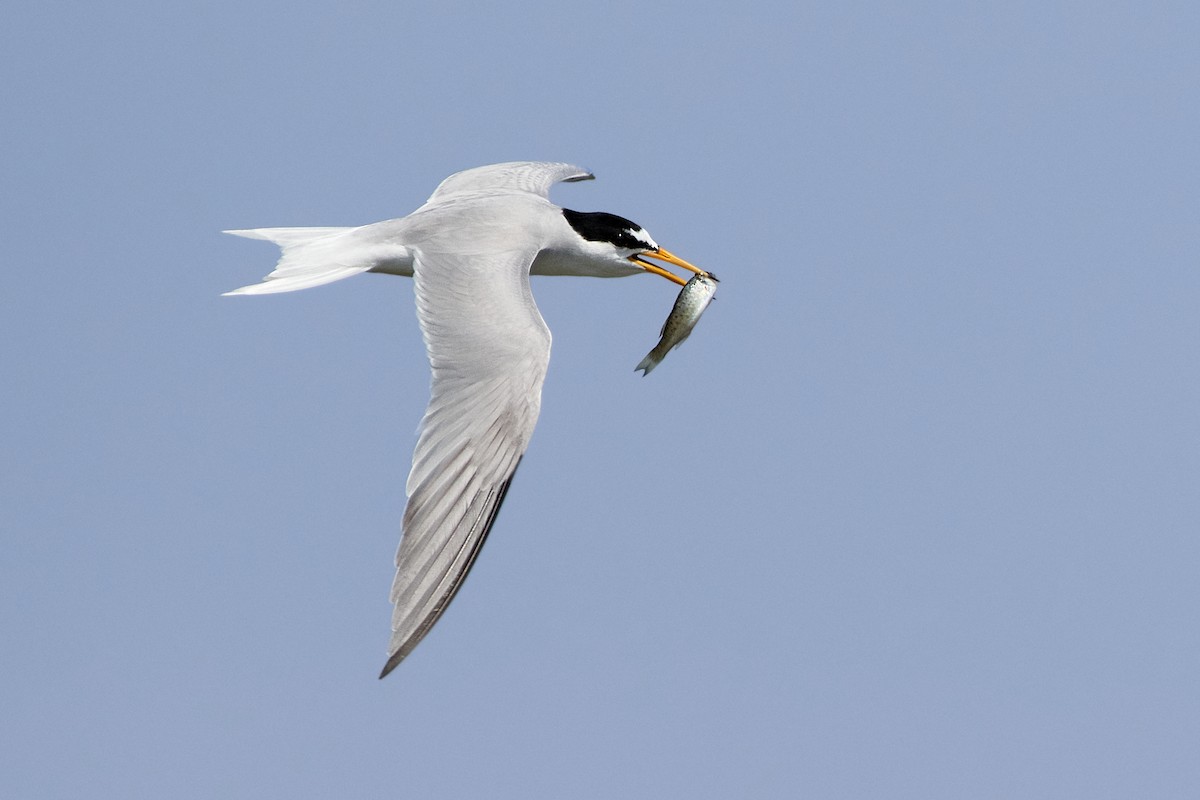 Little Tern - Tomáš Grim